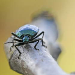 blue bug zicrona caerula