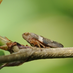 cicade Aphrophora alni
