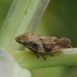 cicade Aphrophora alni