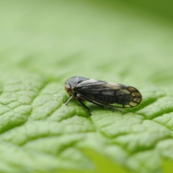 cicade Oncopsis spec