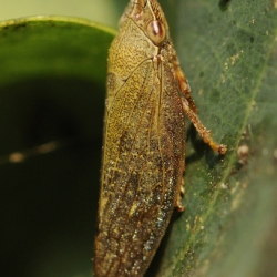cicade aphrophora salicina