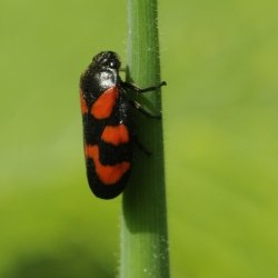 bloedcicade - Cercopis vulnerata