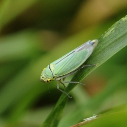 groene rietcicade - Cicadella viridis