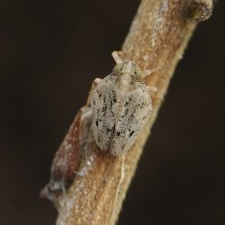 cicade  Issus coleoptratus