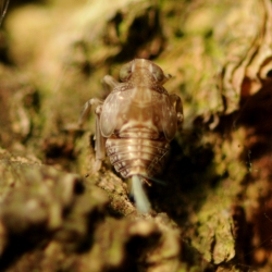 cicade issus coleoptratus nimf