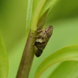 schuimbeestje of schuimcicade -Philaenus spumarius