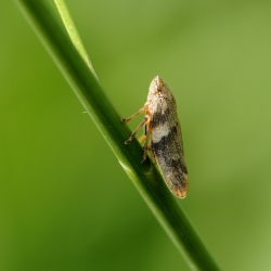 schuimbeestje of schuimcicade -Philaenus spumarius