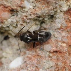 gewone mierwants - Pilophorus perplexus