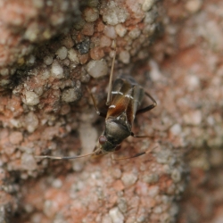 gewone mierwants - Pilophorus perplexus