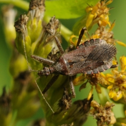 miersikkelwants Himacerus mirmicoides