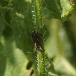 miersikkelwants Himacerus mirmicoides