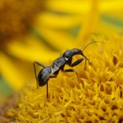 miersikkelwants Himacerus mirmicoides nimf