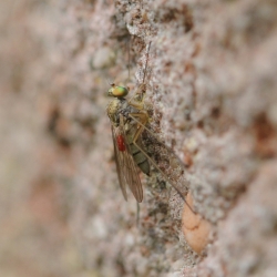 slankpootvlieg, mogelijk Liancalus virens, met een passagier (mijt).jpg