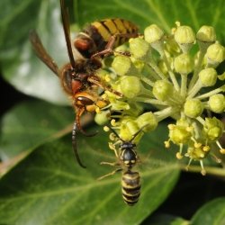 hoornaar ontmoet wesp