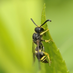 Muurwesp (Ancistrocerus spec.) met een klein scheurtje in de linkervleugel