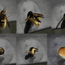 Muurwesp, mogelijk vrouwtje Ancistrocerus-antilope ; collage
