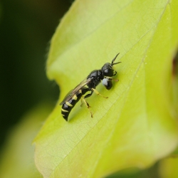 kleine zeefwesp