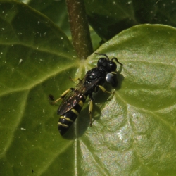 zeefwesp