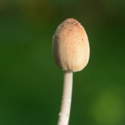 zwam onbekend