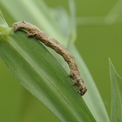 gewone spikkelspanner rups