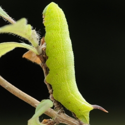 glasvleugelpijlstaart rups