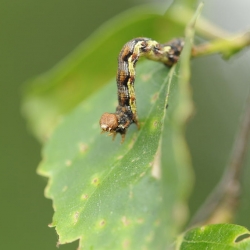 grote wintervlinder rups