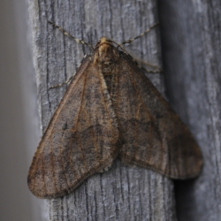grote wintervlinder