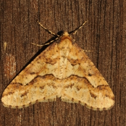 grote wintervlinder