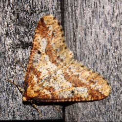 grote wintervlinder