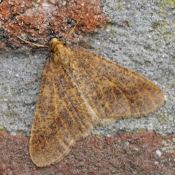 grote wintervlinder ongetekende vorm