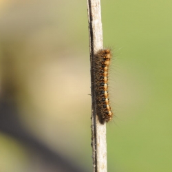 hageheld rups