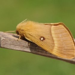 hageheld