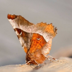 halvemaanvlinder