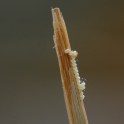 kleine wintervlinder eitjes