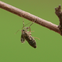 kleine wintervlinder vrouw