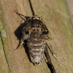 kleine wintervlinder vrouw