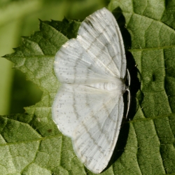 witte grijsbandspanner