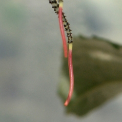 witte hermelijnvlinder detail3