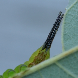 witte hermelijnvlinder rups2