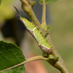 witte hermelijnvlinder rups5