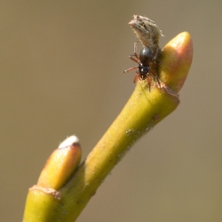 hangmatspin of baldakijnspin (Linyphiidae)