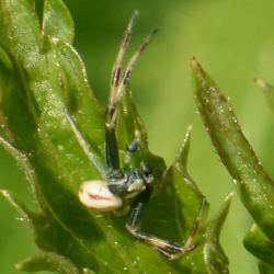 kameleonspin man