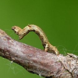 gewone spikkelspanner rups
