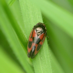 roodzwarte dennencicade