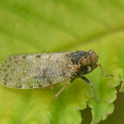 cicade Tachycixius pilosus