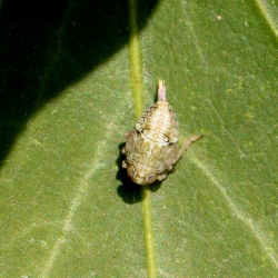 cicade nimf