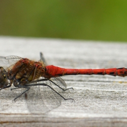 bloedrode heidelibel