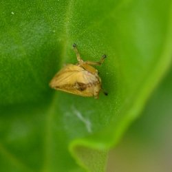 Schuimbeestje - Philaenus spumarius