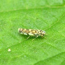 cicade Eupteryx spec. of  A urticae of A. calcarata