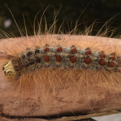 rups van de plakker bovenaanzicht